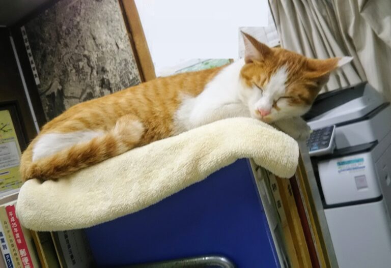 チーコの日常4🐾