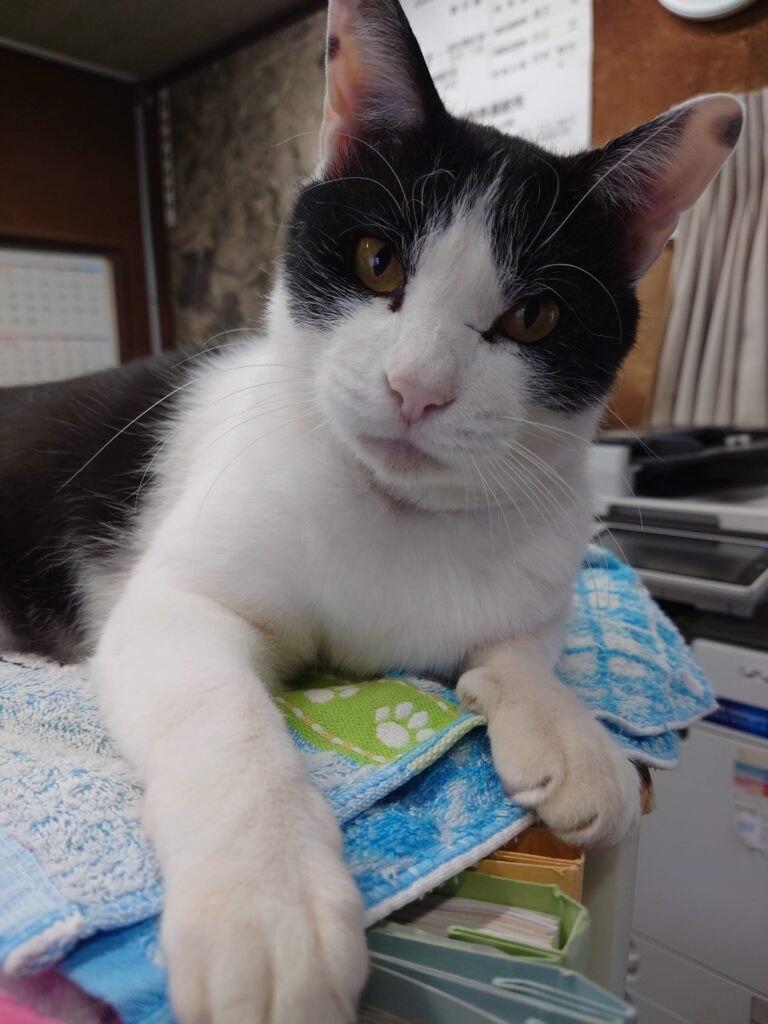 クロの日常5🐾