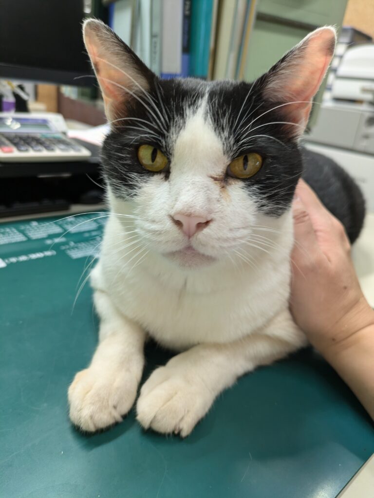 クロの日常6🐾