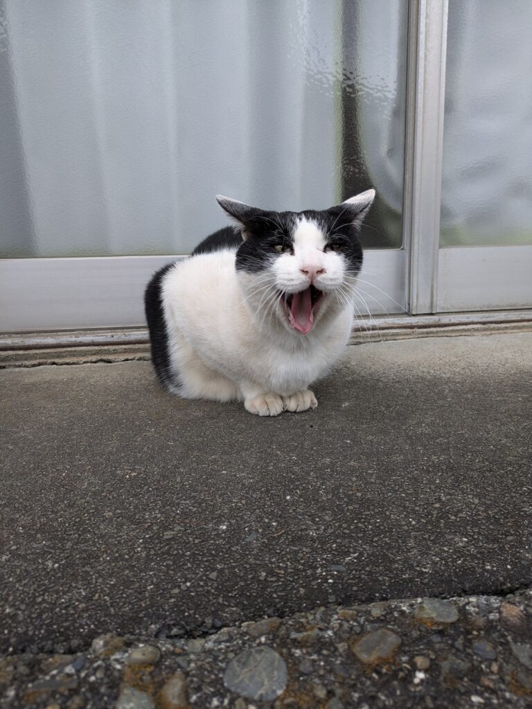 クロの日常7🐾