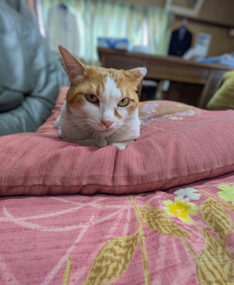チーコの日常7🐾