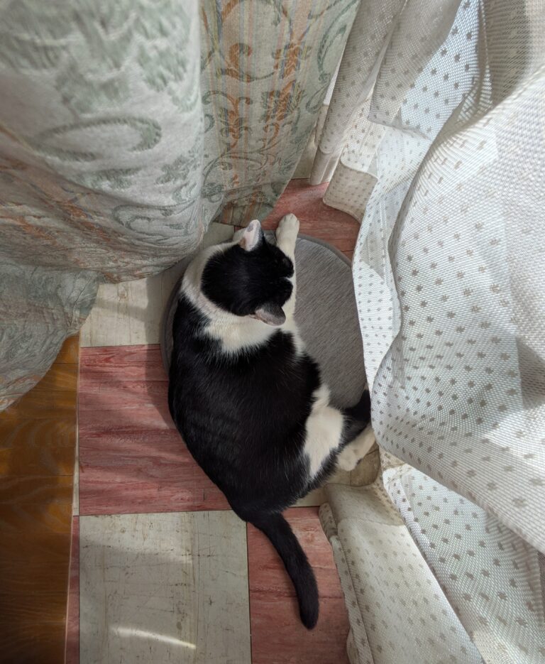 クロの日常8🐾