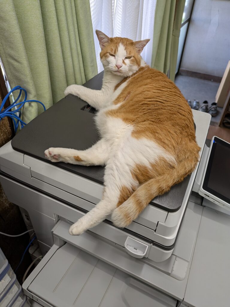 チーコの日常9🐾