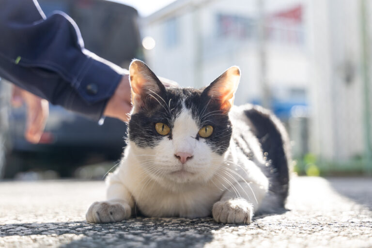 クロの日常11🐾