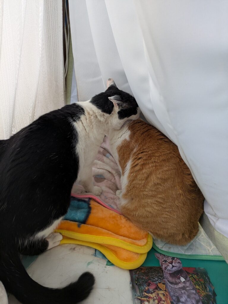 チーコの日常10🐾
