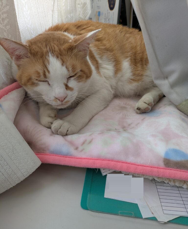 チーコの日常8🐾