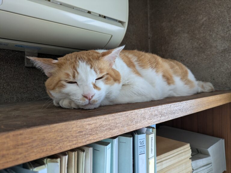 チーコの日常5🐾