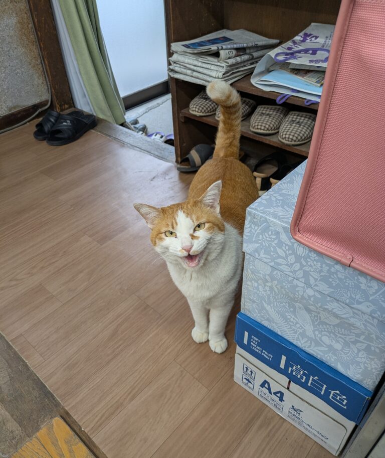 チーコの日常3🐾