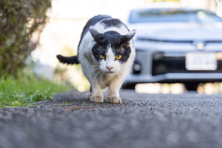 クロの日常4🐾+うれしい報告😍