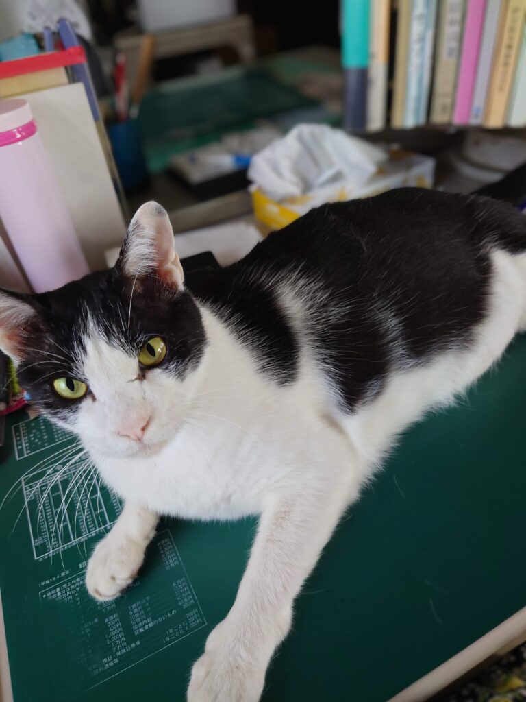 クロの日常1🐾