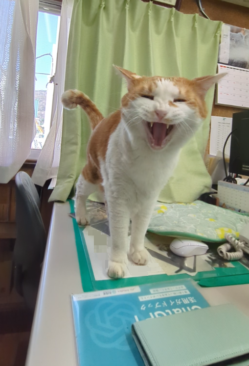 チーコの日常2🐾