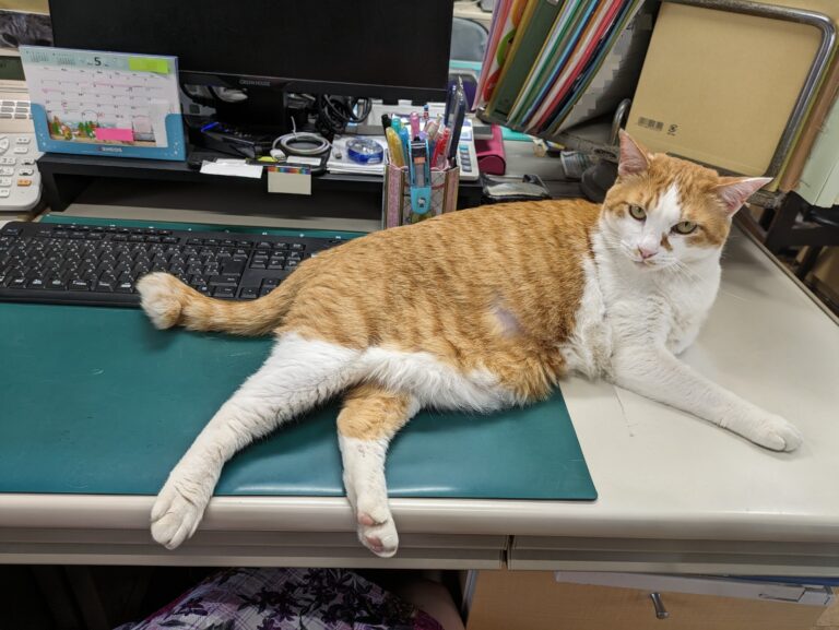 チーコの日常11🐾