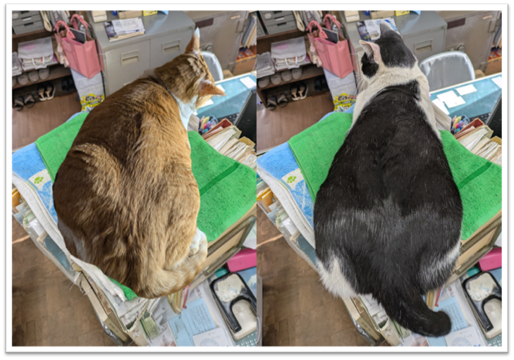 7月のカレンダー&スケジュール表🐾🐾
