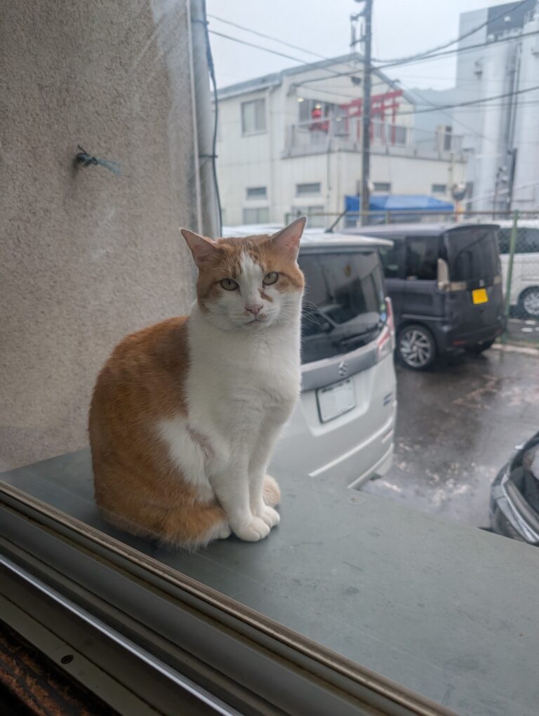 チーコの日常13🐾