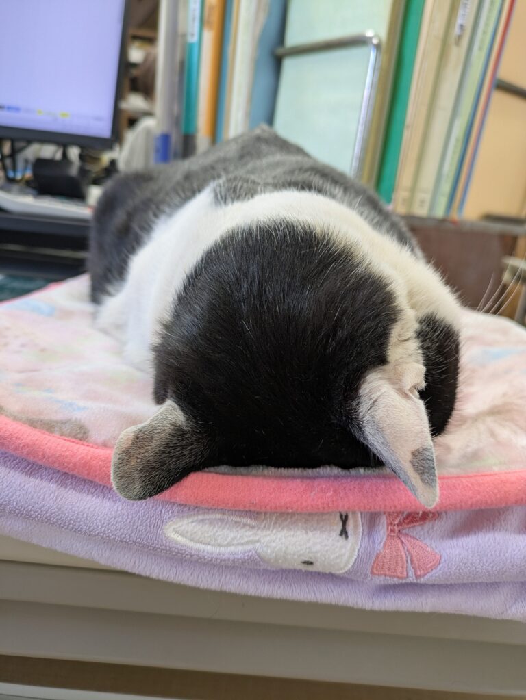 クロの日常13🐾