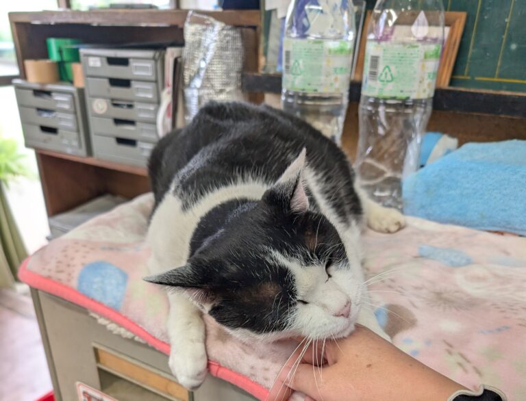 クロの日常14🐾