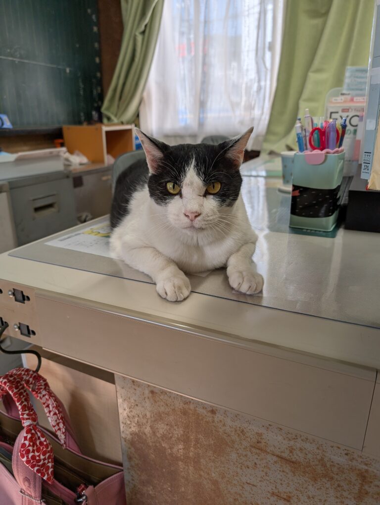 クロの日常15🐾