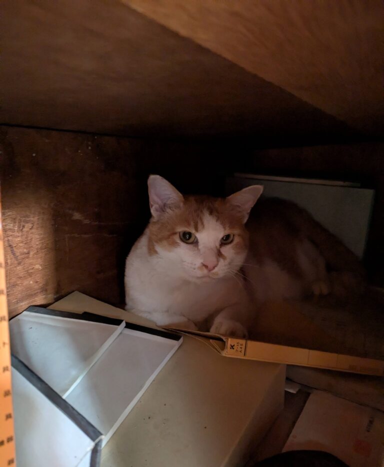 チーコの日常12🐾