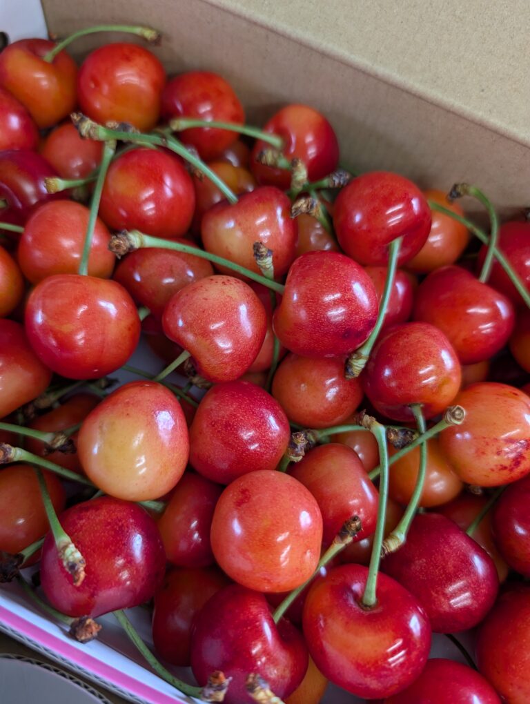 クロの日常10🐾+初物🍒🍒