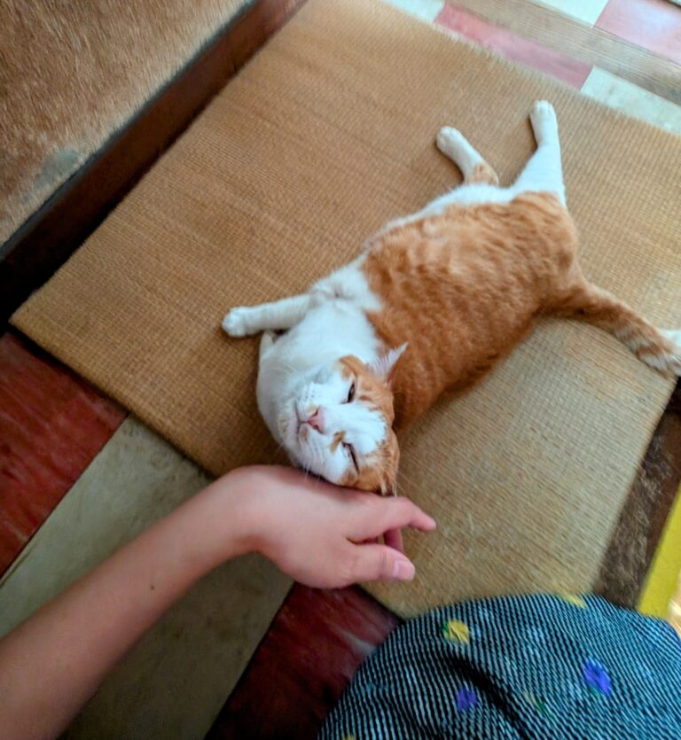 チーコの日常15🐾