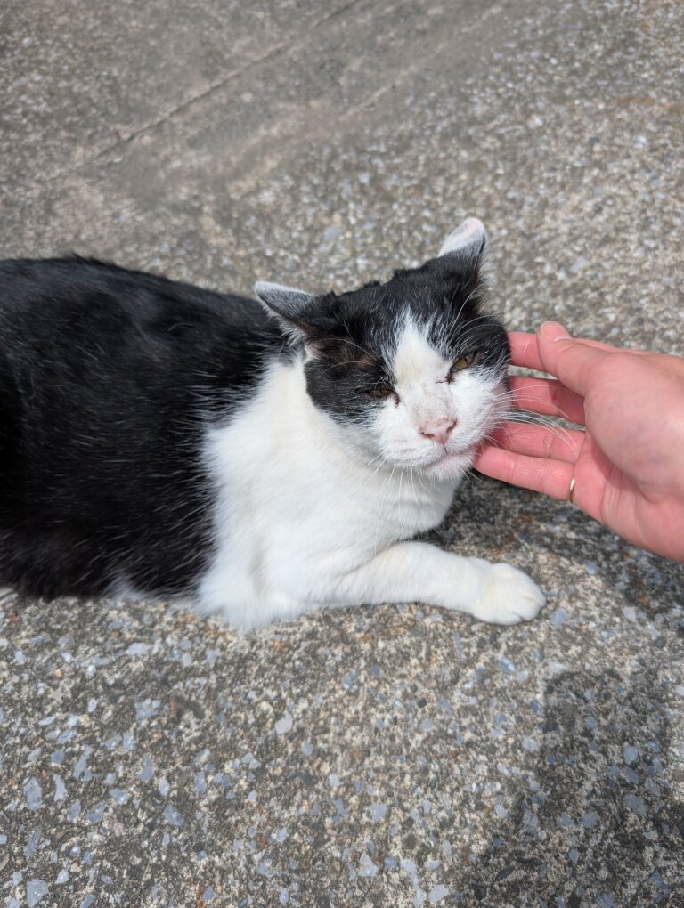 クロの日常18🐾