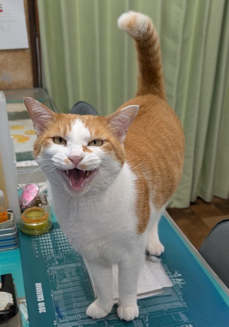 お留守番2🐱🐱