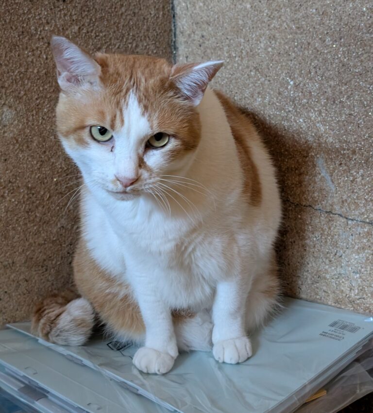 チーコの日常14🐾