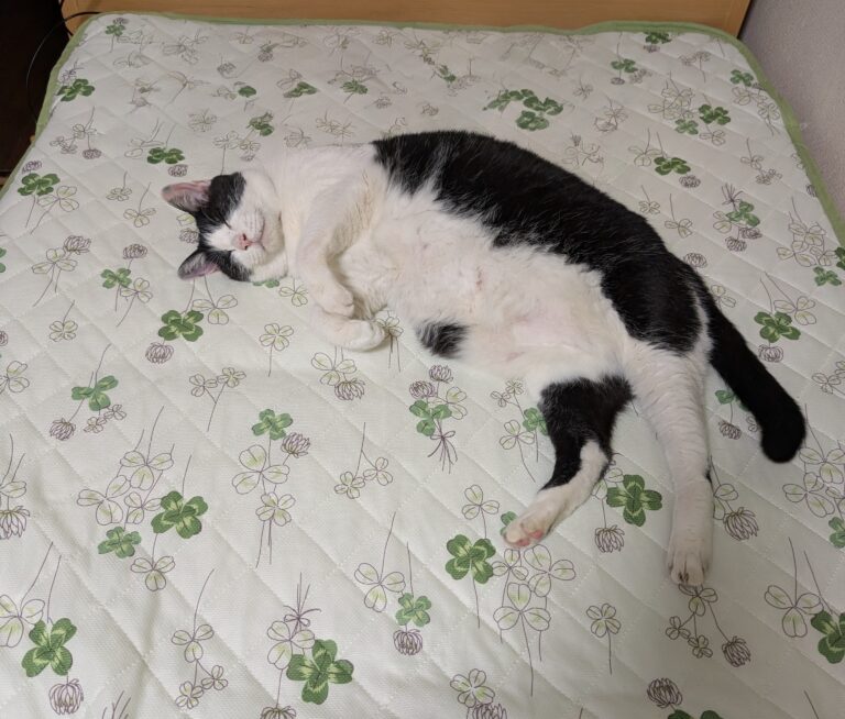 クロの”非”日常編・・・民泊堪能🏠😹