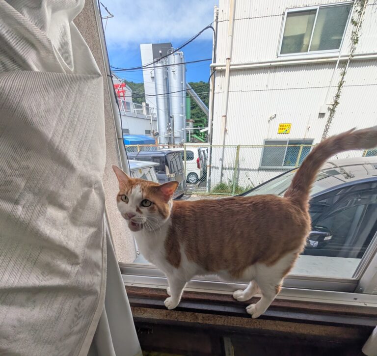 チーコの日常17🐾