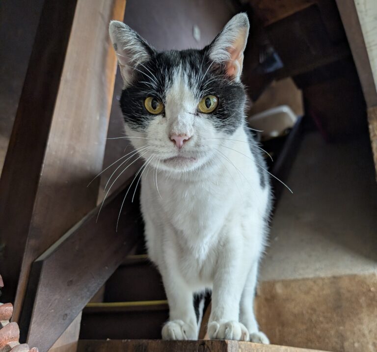 クロの日常20🐾