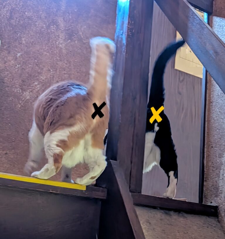 二匹仲良く?!💛🖤