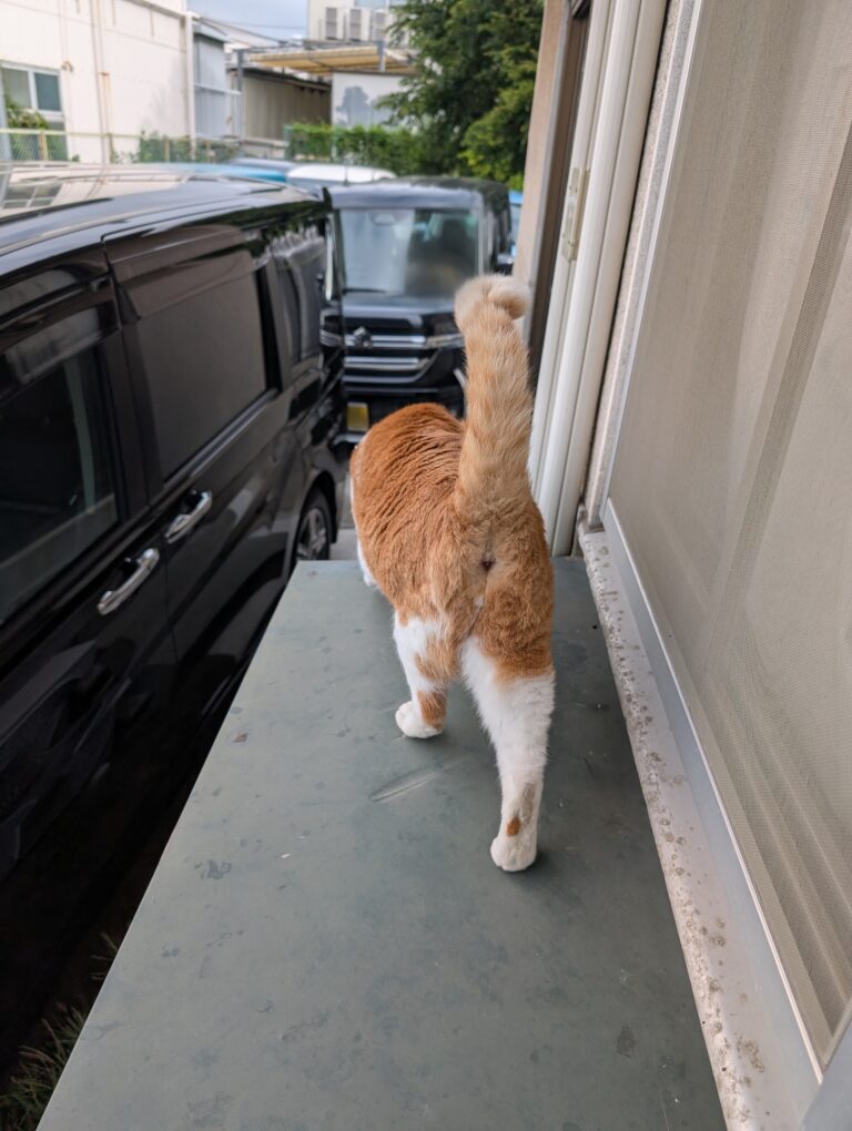 チーコの日常19🐾