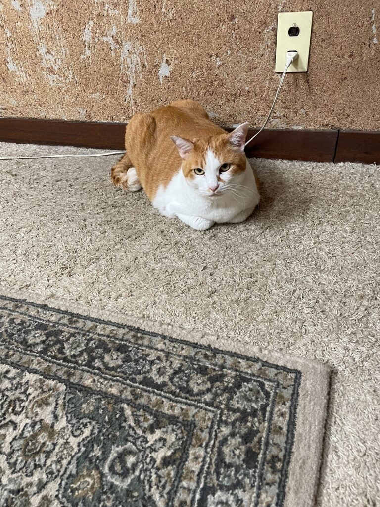 チーコの日常22🐾