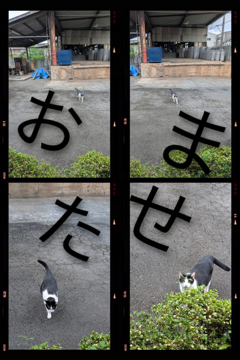 クロの日常27🐾