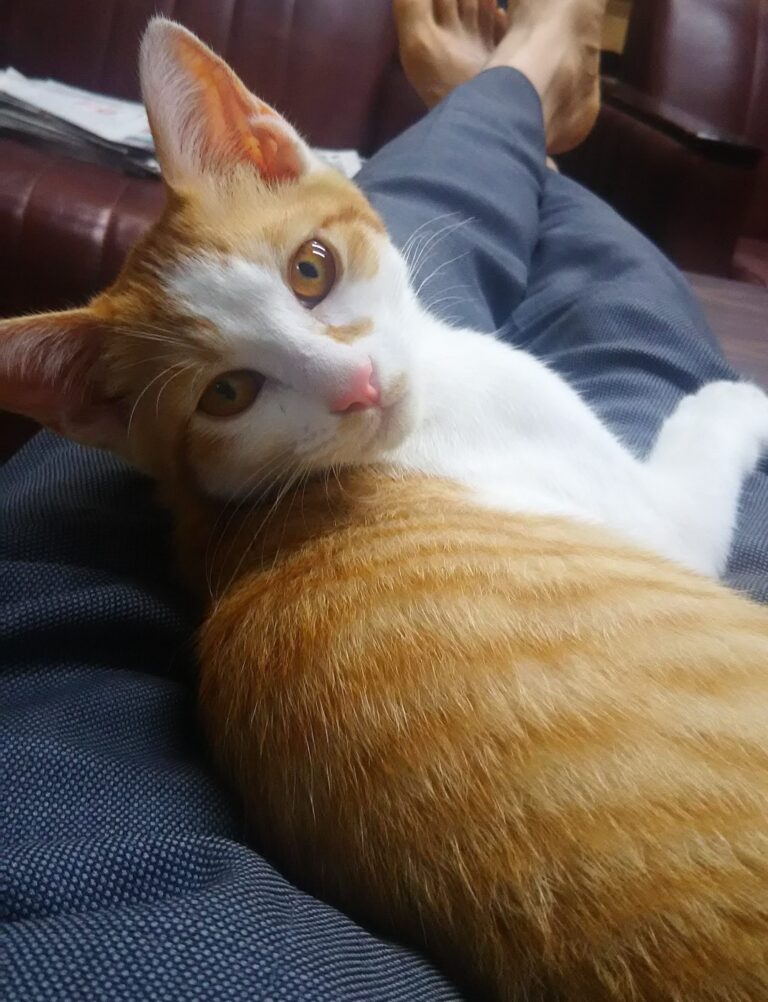 仕事終わり🕔🐱