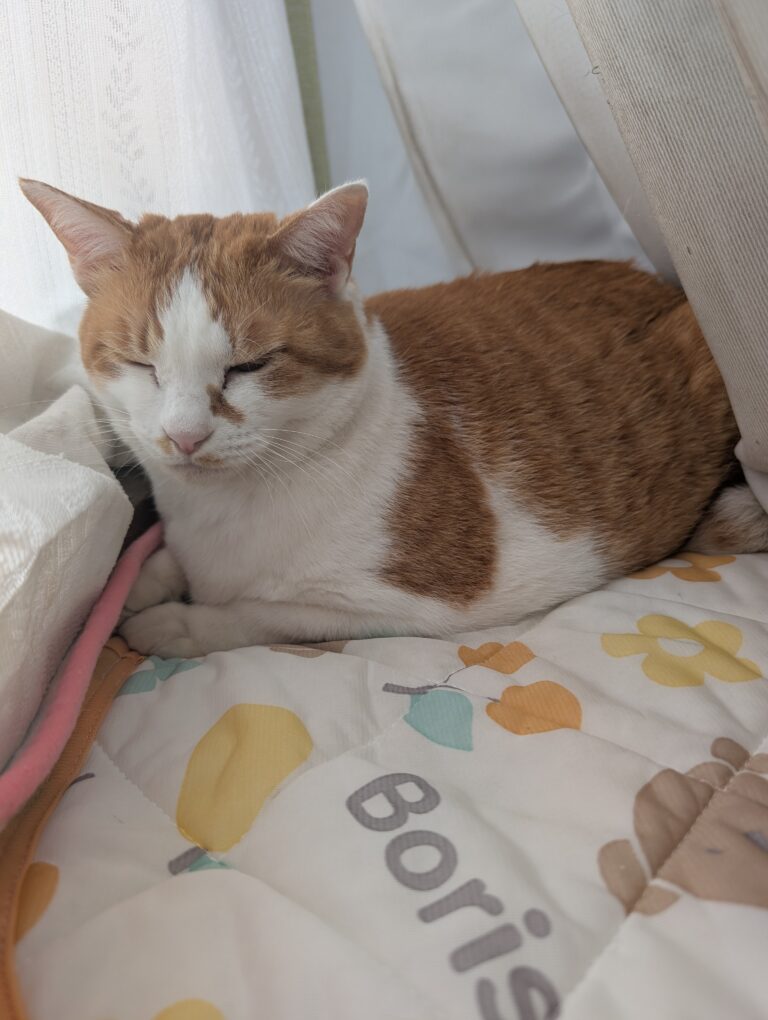 チーコの日常29🐾