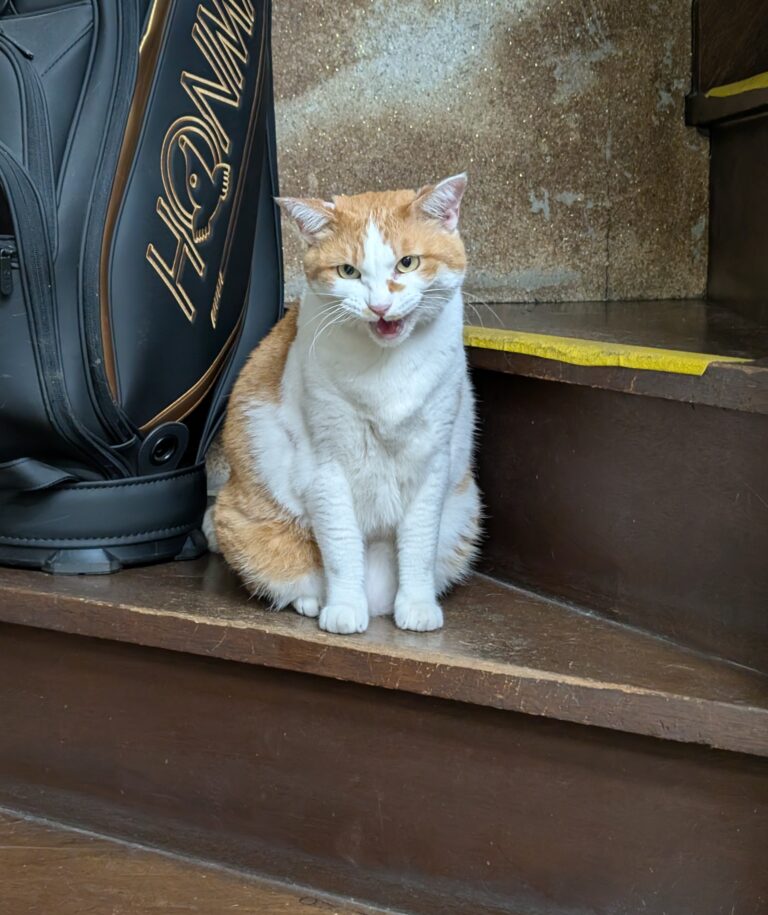 チーコの日常24🐾
