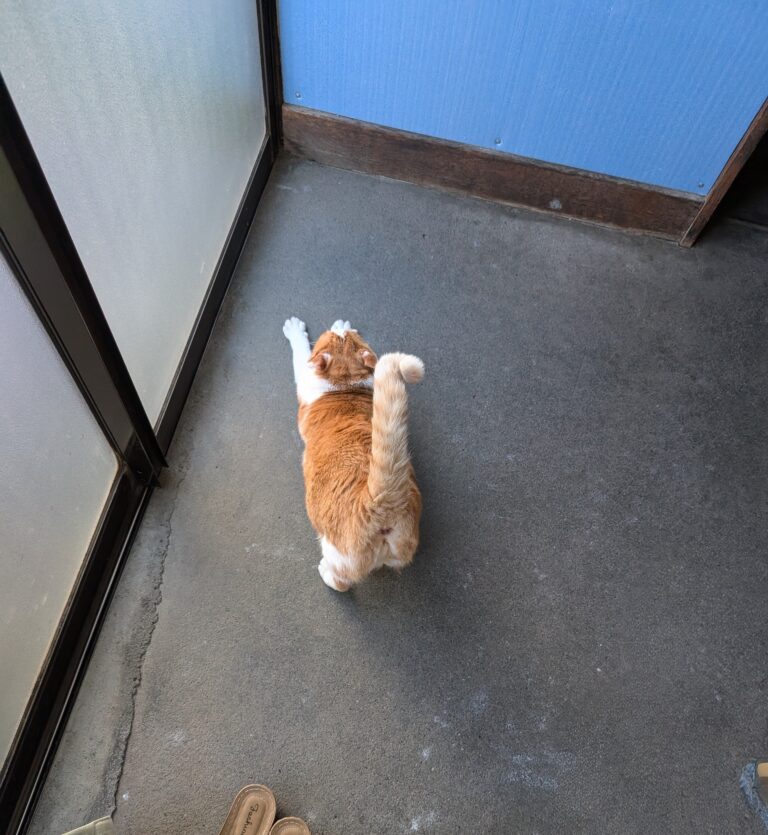 チーコの日常31🐾