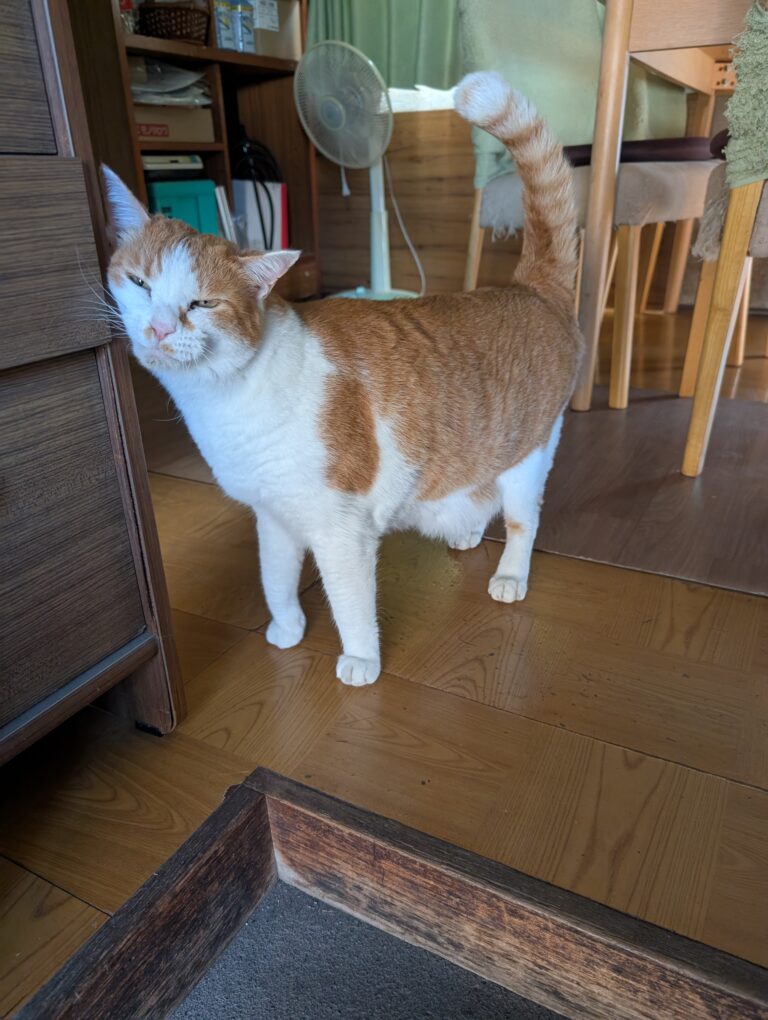 チーコの日常28🐾