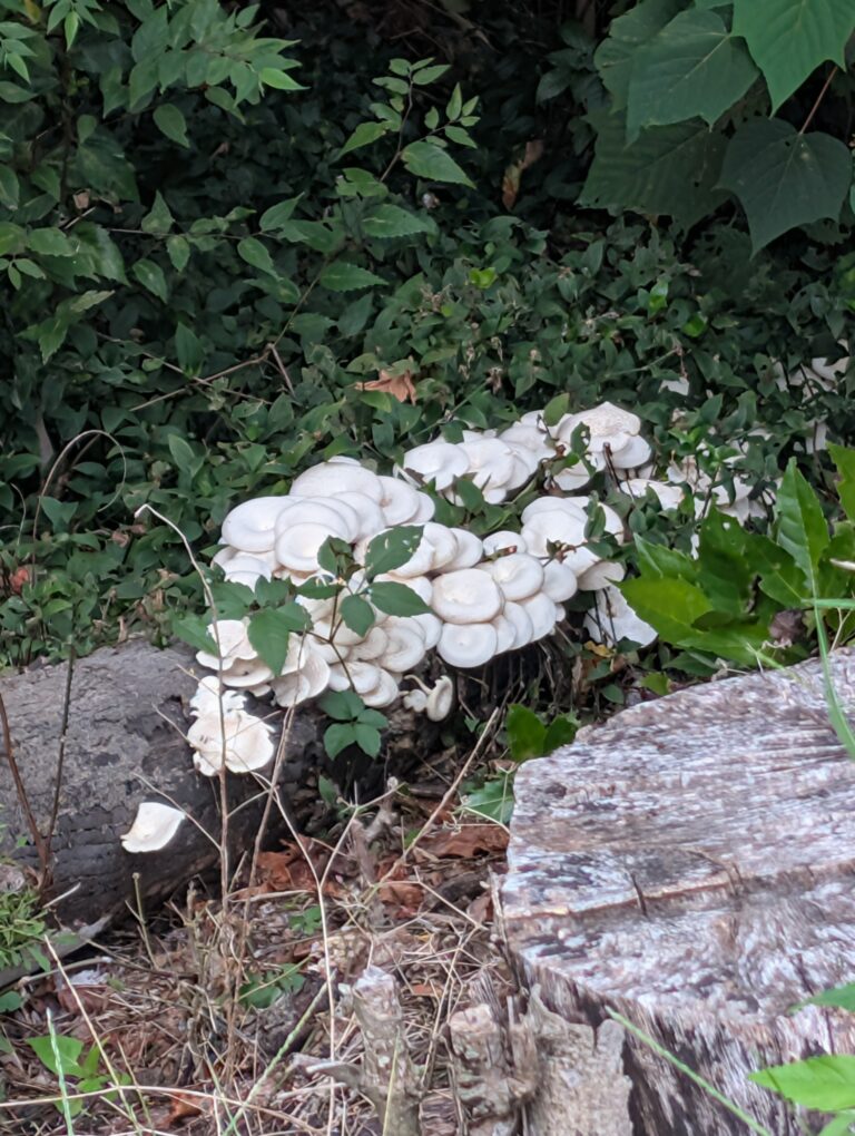 実りの秋”毒キノコ”🍄🍄