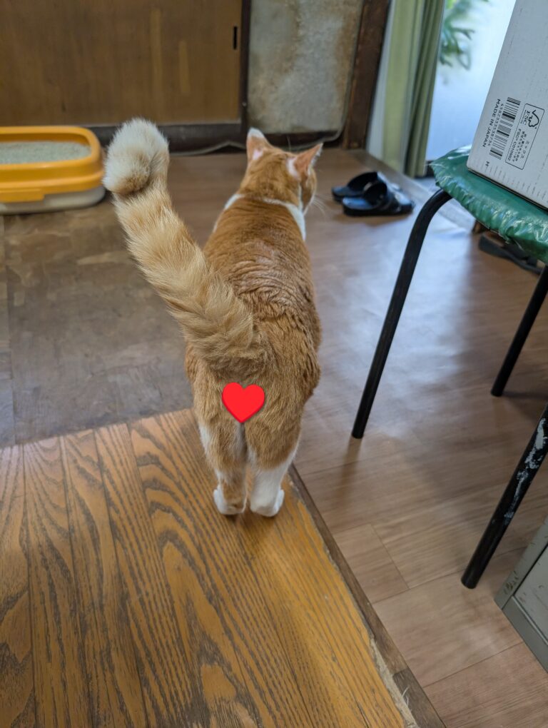 チーコの日常27🐾