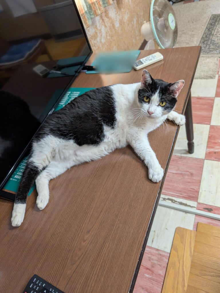 クロの日常22🐾