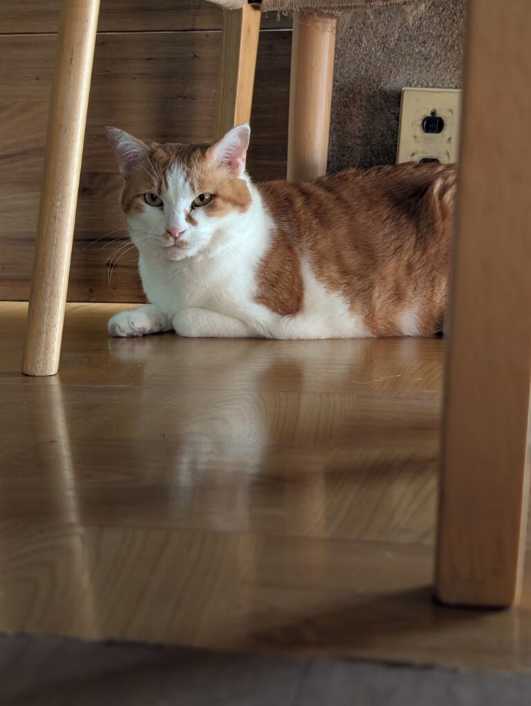 チーコの日常26🐾