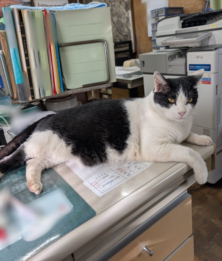 クロの日常28🐾