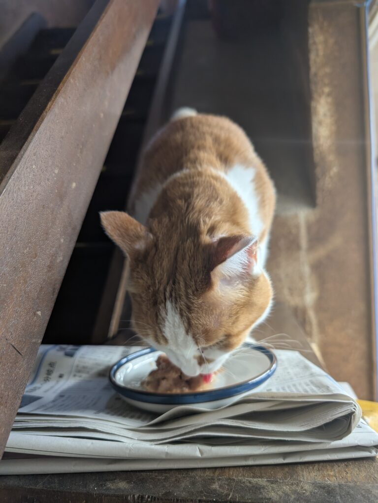 チーコの日常20🐾