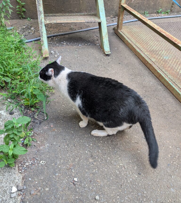 クロの日常33🐾