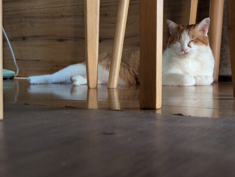 お出迎え🐾🐾