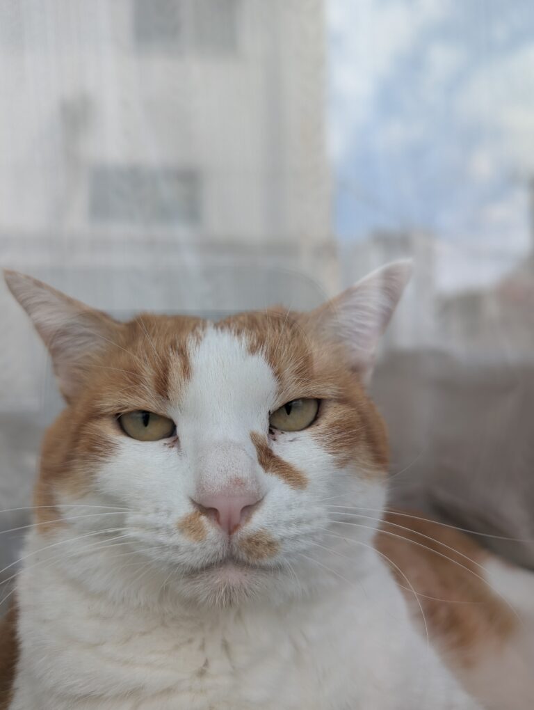 チーコの日常30🐾