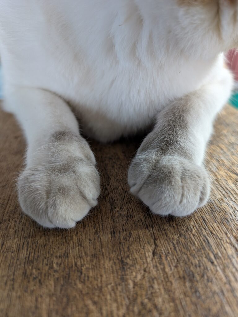 チーコの日常33🐾