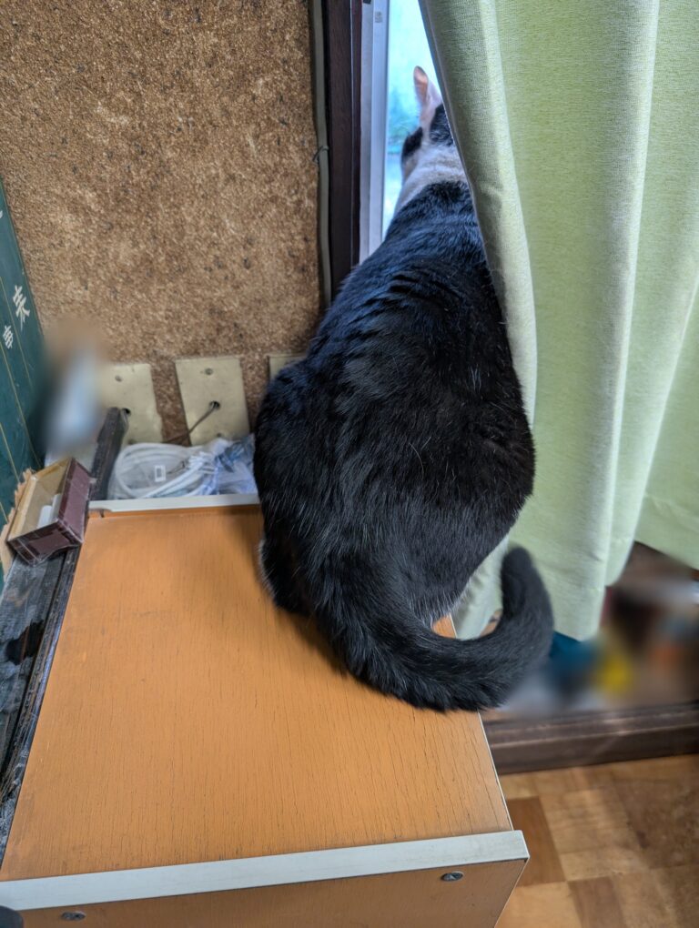 クロの日常32🐾